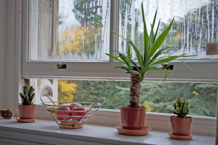 Halb geöffnetes Fenster mit Kondenswasser auf der Scheibe, am Fensterbrett stehen kleine Pflanzen.