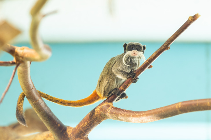 Gasheizung Hoval Zoo Salzburg