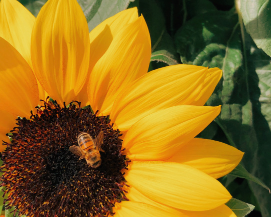 Wärmepumpe Belaria pro - so leise wie Biene beim Pollensammeln
